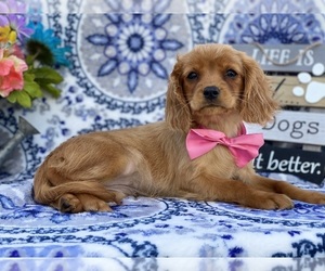 Golden Retriever Puppy for sale in LANCASTER, PA, USA