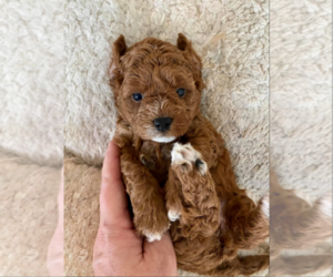Shiba Inu Puppy for sale in KATY, TX, USA