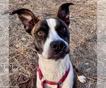 Small #9 Boxer Mix