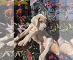 Small Photo #3 Great Dane Puppy For Sale in IDAHO FALLS, ID, USA