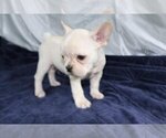 Small Photo #3 French Bulldog Puppy For Sale in MARTINSVILLE, NJ, USA