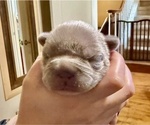 Small #3 French Bulldog