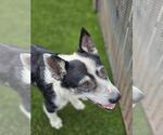 Small #6 Australian Shepherd Mix