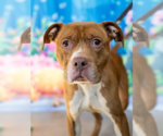 Small Photo #22 Staffordshire Bull Terrier-Unknown Mix Puppy For Sale in Princeton, MN, USA
