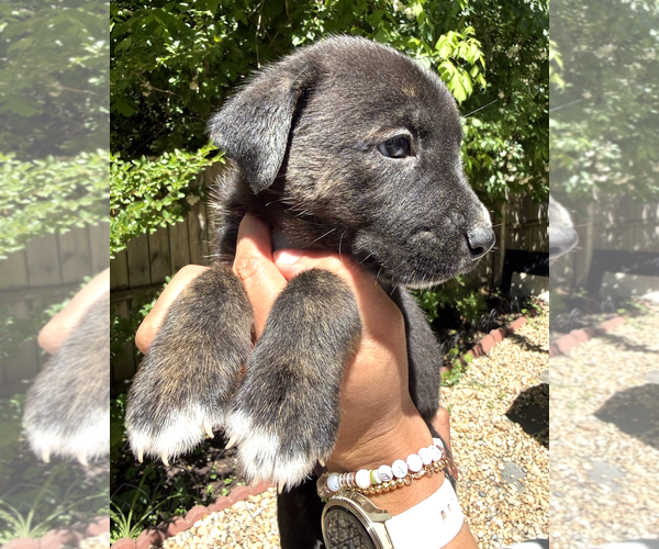 Medium Photo #5 Mutt Puppy For Sale in Rockville, MD, USA