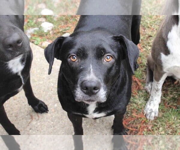 Medium Photo #5 Mutt Puppy For Sale in Abbeville, LA, USA
