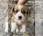 Small #3 Pembroke Welsh Corgi