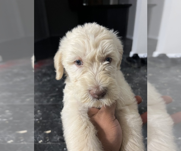 Medium Photo #1 Labradoodle Puppy For Sale in STONE MOUNTAIN, GA, USA
