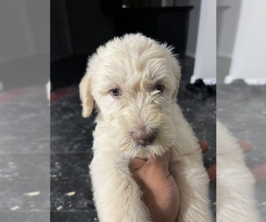 Labradoodle Puppy for Sale in STONE MOUNTAIN, Georgia USA