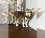 Small #42 Alaskan Klee Kai