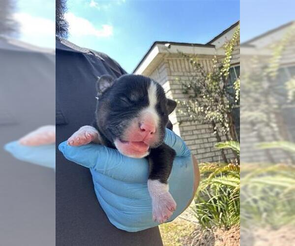 Medium Photo #1 Labrador Retriever-Unknown Mix Puppy For Sale in Houston, TX, USA