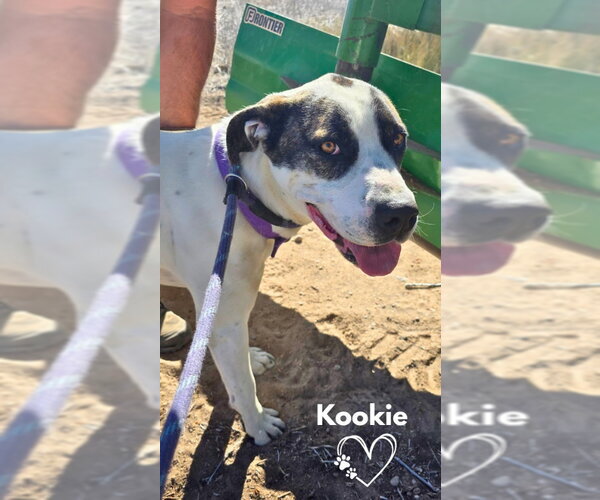 Medium Photo #2 Boxer-Unknown Mix Puppy For Sale in Monte Vista, CO, USA