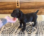 Small Photo #37 Cane Corso Puppy For Sale in BARBOURSVILLE, VA, USA