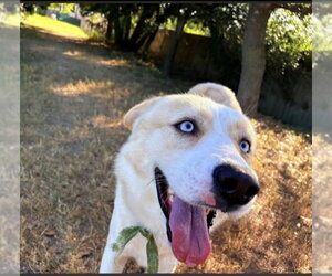 Blue - Male Labsky Dog for Adoption - Photo #3
