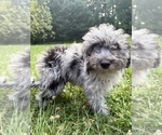 Small #27 Cavapoo (Miniature)