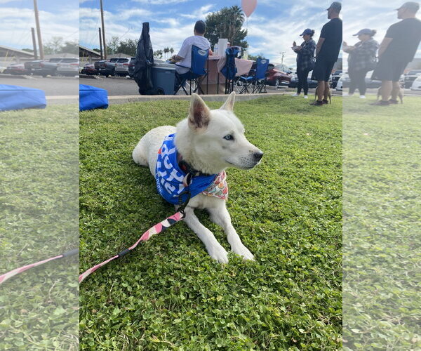 Medium Photo #4 Siberian Husky-Unknown Mix Puppy For Sale in Chandler, AZ, USA