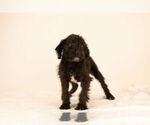 Small Photo #6 Bossi-Poo Puppy For Sale in BRISTOL, IN, USA