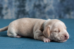 Small Photo #9 Dachshund Puppy For Sale in CROWLEY, TX, USA