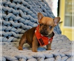 Puppy Chalupa French Bulldog