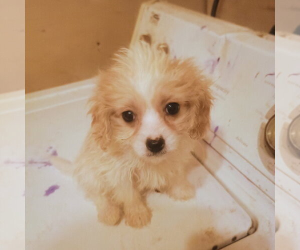 Medium Photo #1 Cavapoo (Toy) Puppy For Sale in Bonifay, MO, USA