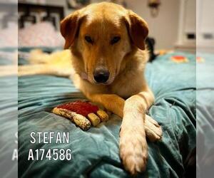 Goberian Dogs for adoption in Tulsa, OK, USA