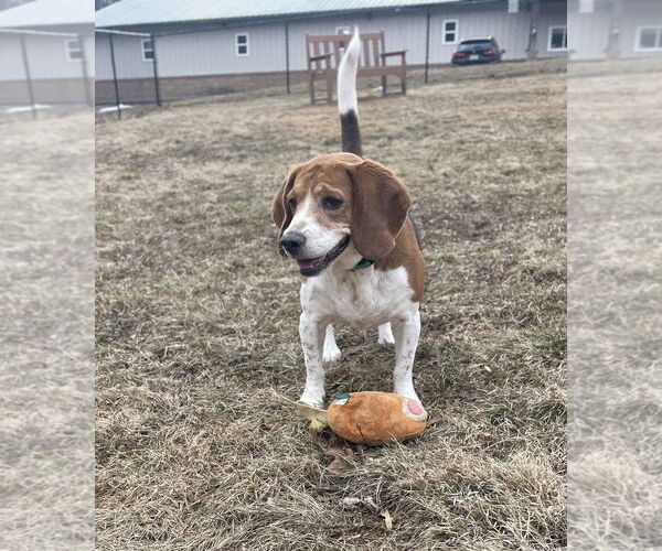 Medium Photo #1 Beagle Puppy For Sale in Chester, NJ, USA