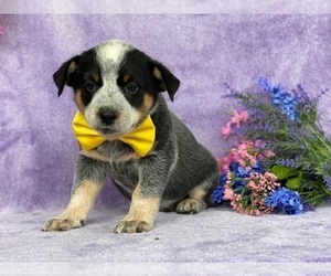 Australian Cattle Dog Puppy for sale in LANCASTER, PA, USA