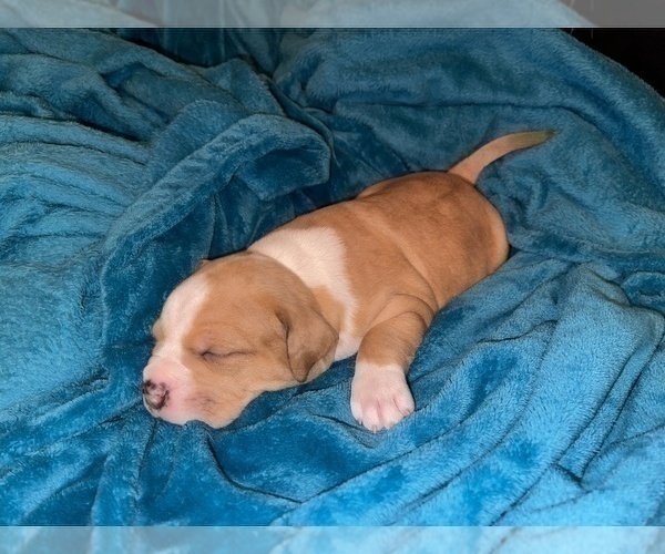 Medium Photo #136 American Bully Puppy For Sale in REESEVILLE, WI, USA