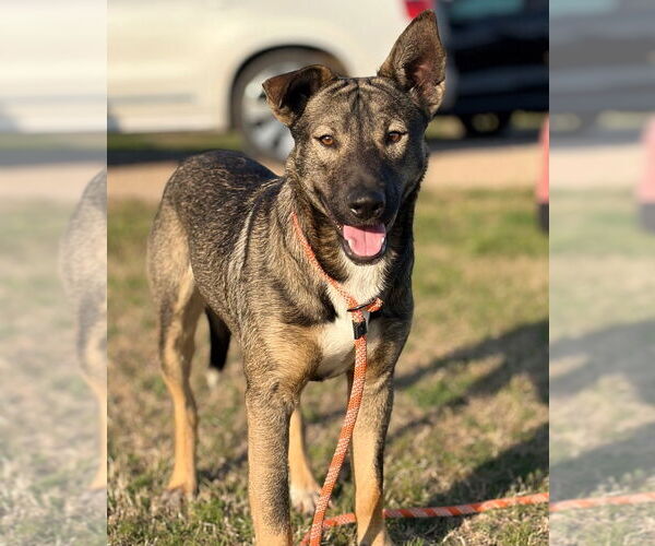 Medium Photo #2 Mutt Puppy For Sale in Canton, CT, USA