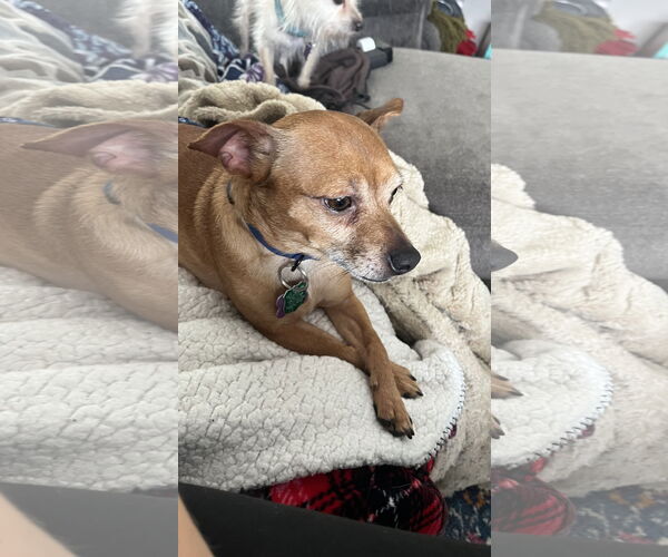 Medium Photo #4 Chihuahua-Unknown Mix Puppy For Sale in New London, WI, USA