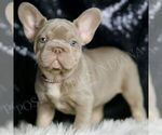 Small #2 French Bulldog