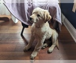 Small Photo #7 Golden Retriever Puppy For Sale in LEXINGTON, KY, USA