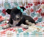 Small Photo #8 Australian Cattle Dog-Border Collie Mix Puppy For Sale in LAKELAND, FL, USA