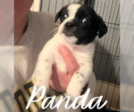 Small #1 Boston Terrier Mix