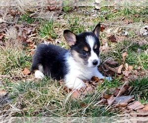 Pembroke Welsh Corgi Puppy for sale in CLARK, MO, USA