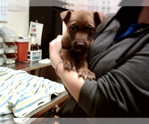 Medium Photo #1 Mutt Puppy For Sale in Martinez, CA, USA