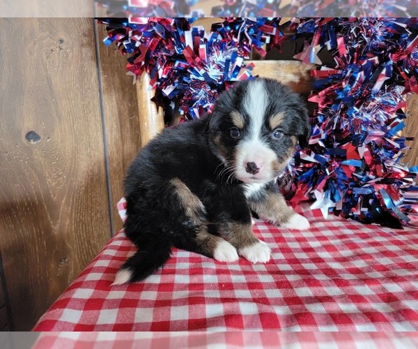 Medium Photo #19 Bernese Mountain Dog Puppy For Sale in BLACK FOREST, CO, USA