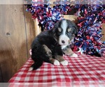 Small Photo #19 Bernese Mountain Dog Puppy For Sale in BLACK FOREST, CO, USA