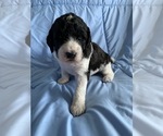 Small Photo #5 Poodle (Standard) Puppy For Sale in RICHMOND, IL, USA