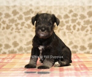 Schnauzer (Miniature) Puppy for sale in DENVER, PA, USA