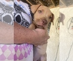 Small Photo #21 American Pit Bull Terrier Puppy For Sale in BAKERSFIELD, CA, USA