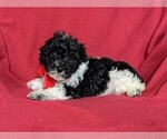 Small Photo #5 Poochon Puppy For Sale in LINCOLN UNIV, PA, USA