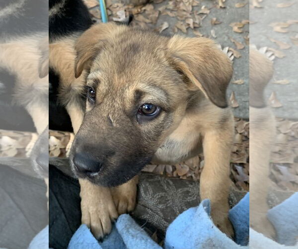 Medium Photo #3 Labrador Retriever-Unknown Mix Puppy For Sale in The Woodlands, TX, USA