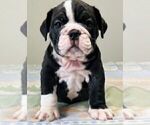 Small Photo #2 Bulldog Puppy For Sale in LAS VEGAS, NV, USA