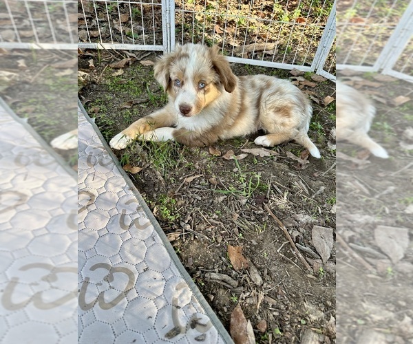 Medium Photo #3 Miniature Australian Shepherd Puppy For Sale in EXETER, MO, USA
