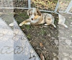 Small #2 Miniature Australian Shepherd
