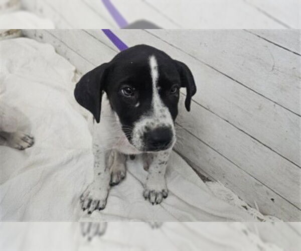 Medium Photo #1 American Pit Bull Terrier-Unknown Mix Puppy For Sale in San Bernardino, CA, USA