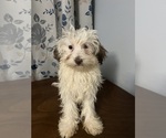 Small #31 Havanese