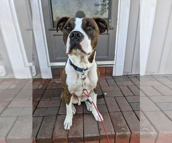 Medium Photo #27 American Pit Bull Terrier-Unknown Mix Puppy For Sale in Germantown, OH, USA