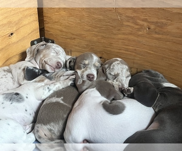 Medium Photo #30 Dachshund Puppy For Sale in LAKEBAY, WA, USA